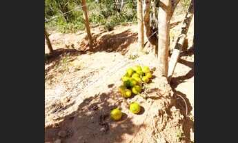 Imagem 3: Terreno Área rural, com plantação de Pocan