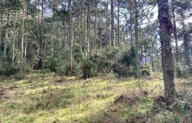 Imagem 3: Terreno de 6 hectare em Urubici