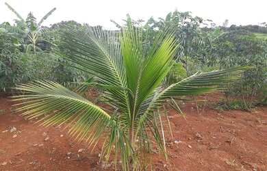 Imagem 3: Fazendinhas de 20.000m2 prontas com entrada de R$88.000,00 + Parcelas