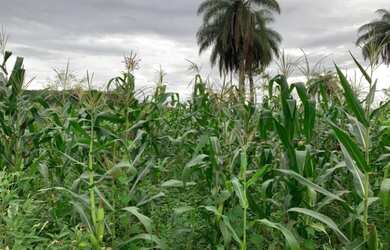 Imagem 2: Lindo baixadão de 20 mil metros (Temos varias opções)