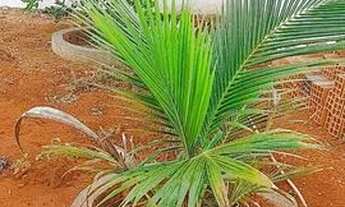 Imagem 3: VENDO Mini Chácara, localizada no sítio Bom Nome, na zona rural de Arapiraca