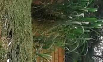 Imagem 6: Ótimo Terreno Alvarenga