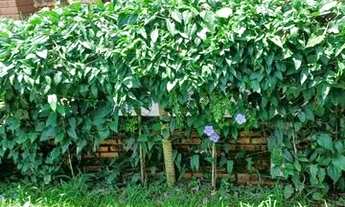 Imagem 4: Chalé em caldas novas