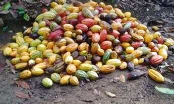 Imagem 5: Sítio em Buerarema ( vila operária