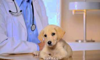 Imagem: Clínica Veterinária, Pet Shop e Farmácia