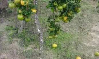 Imagem: Pequeno sitio