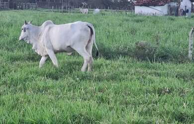 Imagem 5: Belíssima fazenda no recôncavo baiano