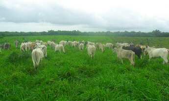Imagem 6: 50 alqueire(250 hectares)toda no pasto por 3,5 milhões a 120 km de Belém