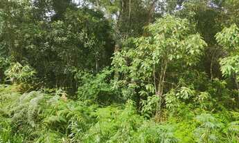 Imagem 7: Chácara 20.000 m² - Campo Largo - São Silvestre - Herval do Castro