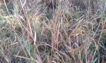 Imagem 7: Terra em Governador Valadares