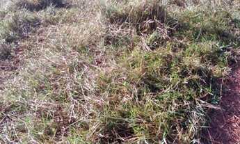 Imagem 6: Terra em Governador Valadares