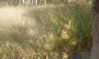 Imagem 6: Terreno em treis Marias