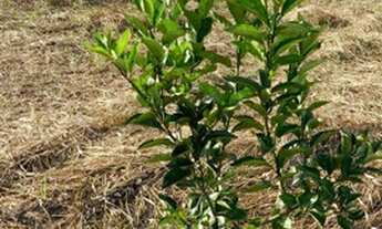 Imagem 2: Propriedade Rural