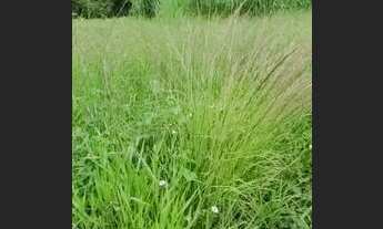 Imagem 2: Lote 578m² Faiçalvile vista permanente