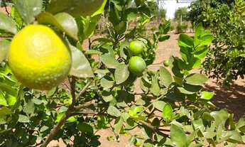 Imagem 3: CHÁCARA DE 3 mil metros com piscina e pomar