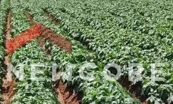 Imagem 2: Sítio em Rua Saldanha Marinho - Centro - Itapetininga/SP