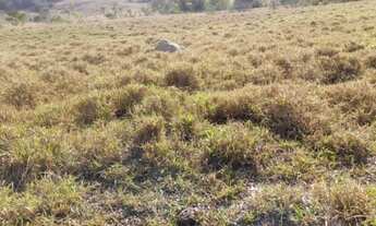 Imagem 7: Chácaras de 3 hectares em varjão a 55 km de Goiânia !
