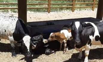 Imagem 7: Lote no condomínio Fazenda Real