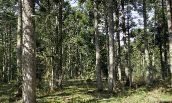 Imagem 7: Terreno de 6 hectare em Urubici