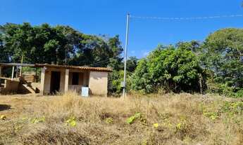 Imagem 4: Lavoura de café