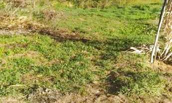 Imagem 3: Chácara para venda tem 60 metros quadrados com 2 quartos em Centro - Lajeado - Tocantins