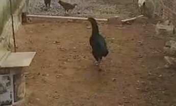 Imagem 6: Vendo ou troco duas casas com ponto comercial localizada em Macaíba bairro mangabeira