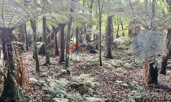 Imagem 5: Lote em Rua 21 - Alpes - São Francisco de Paula/RS