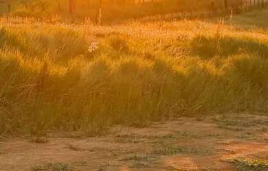 Imagem: Casa de condomínio para venda com 1000