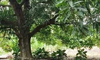 Imagem 7: Vende-se Terreno - Cinturão Verde