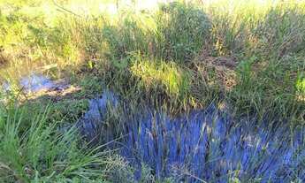 Imagem 4: Lote exclusivo de 581m², 100% aproveitável, com nascente, Fruta, aberto a propostas, troco