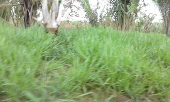 Imagem 3: Fazenda com 270 alqueires no Guata - entre Rondônia e Mato Grosso