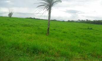 Imagem 7: 50 alqueire(250 hectares)toda no pasto por 3,5 milhões a 120 km de Belém