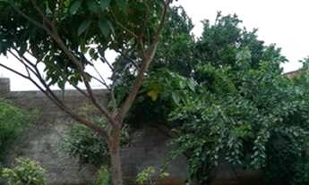 Imagem 6: Casa de 500m² no Incra 9, 3 qtos (1 com suíte e closet), várias árvores frutíferas e mais