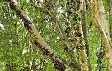 Imagem 3: Lotes para venda com 1000 metros