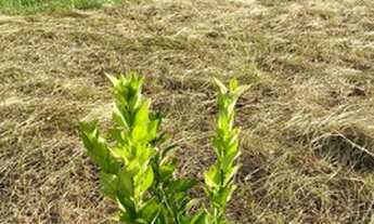 Imagem 6: Propriedade Rural