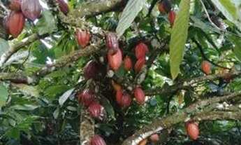 Imagem 7: Sítio em Buerarema ( vila operária