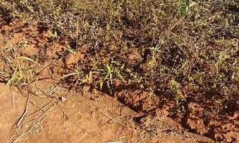 Imagem 4: Fazenda sentido Leopoldo Bulhões na GO330