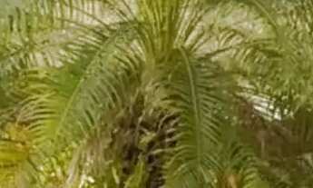 Imagem 2: Imóvel para aluguel com 403 metros quadrados com 4 quartos em Pitangueiras - Lauro de Frei