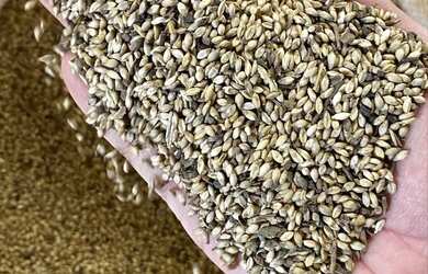 Imagem 7: SEMENTES PARA PASTAGENS faça seu orçamento