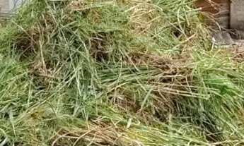 Imagem 7: Lote em Rua Corvina - Barreiro - Mairiporã/SP