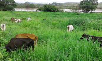 Imagem 7: Fazenda Fazenda / sítio com venda por R$1.000.000