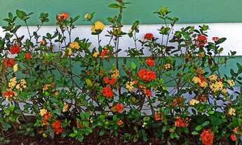 Imagem 6: Chácara na Cidade com Cachoeira