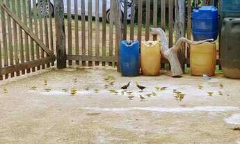 Imagem 3: Ótima fazenda em Goiás 256 Alqueires..