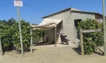 Imagem 6: Chácara com 600 pés de pimenta do reino