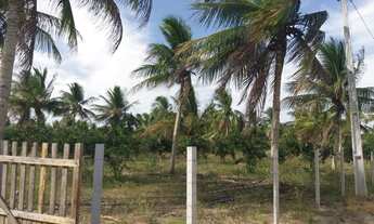 Imagem 6: Sitio em acajutiba - 1tarefa e meia na cidade