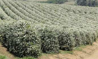 Imagem 3: Fazenda/Sítio/Chácara