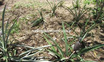 Imagem 2: Sítio em Agro-Brasil com excelente localização