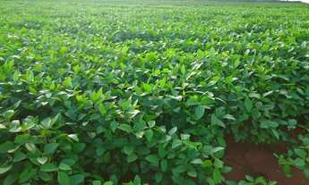 Imagem: Fazenda para Venda em Silvanópolis