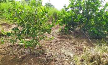 Imagem 4: Sítio/chácara Chácara com venda por R$340.000