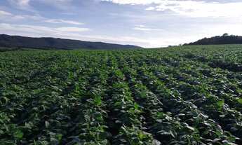 Imagem 6: Linda fazendinha de 22,5 Alqueires